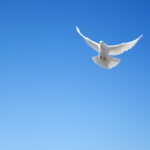 White dove flying in the sky